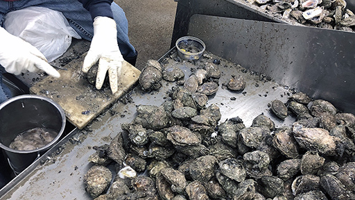 Fifteen million dollars in funding for oyster cultivation and wildlife restoration is headed to the Mississippi Gulf Coast.