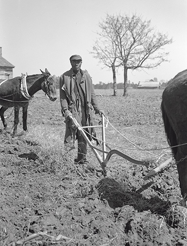 In 1937, sharecroppers were everywhere in the South. Shown top left is a sharecropper’s cabin in Transylvania, La., and a sharecropper working his field in Montgomery County, Ala., is shown below.